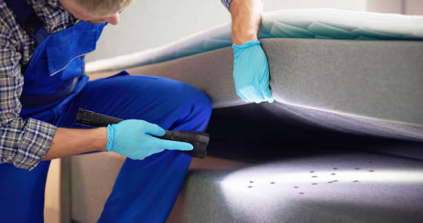 Best Flea Control Services  in Tucson, AZ